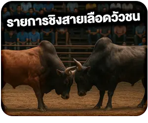 รายการชิงสายเลือดของวัวชน